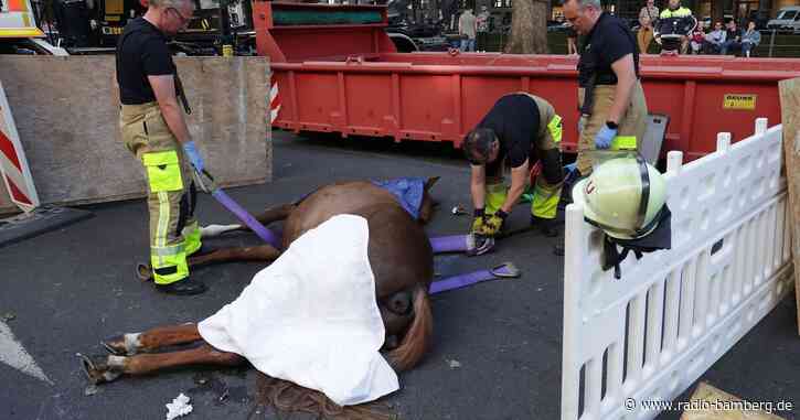 Pferd bricht bei Schützenumzug in Düsseldorf tot zusammen