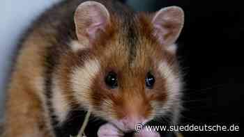 Tiere - Töpfleber Weg in 99867 Gotha - Gothaer Tierpark gründet Zuchtstation für Feldhamster - Wissen - Süddeutsche Zeitung - SZ.de