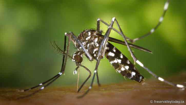 B.C. company tackling Chilliwack-area mosquitoes by ground and air