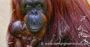 Footage shows adorable baby Bornean orangutan born at Dudley Zoo - Birmingham Live