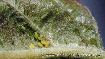 Blattläuse bekämpfen: Diese Hausmittel helfen wirklich gegen die Plage