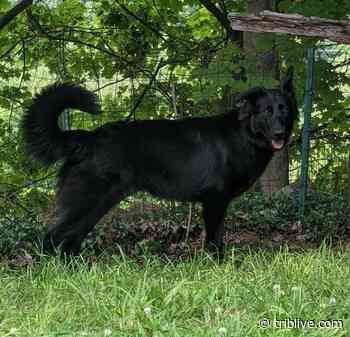 Armstrong County woman accused of stealing Trafford family's dog - TribLIVE