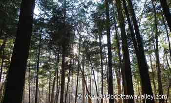 Ontario's tallest tree in Arnprior still standing but site closed to visitors - Ottawa Valley News