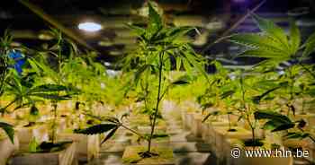 Verver (30) veroordeeld tot 2 jaar cel voor wietplantage in huurwoning - Het Laatste Nieuws