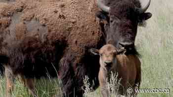 Indigenous people from Canada, U.S., meet in Saskatoon to sign treaty aiming to restore bison - CBC.ca
