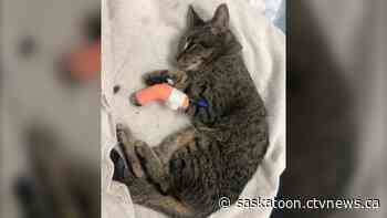 Lack of after hour service calls for animal cruelty in Saskatoon - CTV News Saskatoon