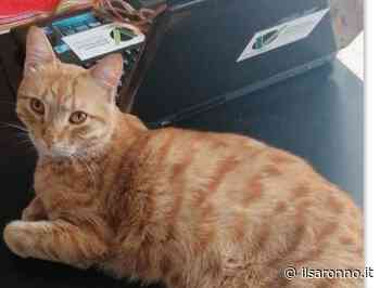 Saronno, è stato ritrovato il gatto Parsifal - ilSaronno