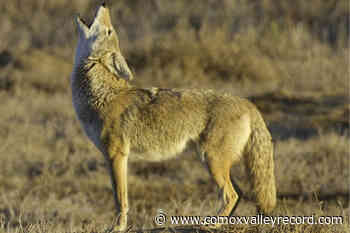 Second coyote attack in two weeks reported in BC community – Comox Valley Record - Comox Valley Record