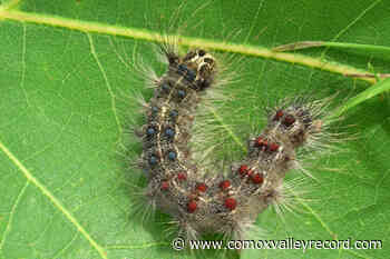 These 3 pests with rising populations can decimate Vancouver Island foliage - Comox Valley Record