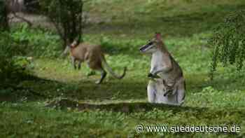 Känguru bei Breitbrunn ausgebüxt - Starnberg - Süddeutsche Zeitung - SZ.de
