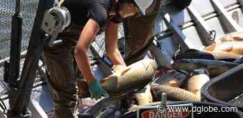 Carpe carp: Carp Solutions hauls in hundreds of trapped roughfish - The Globe