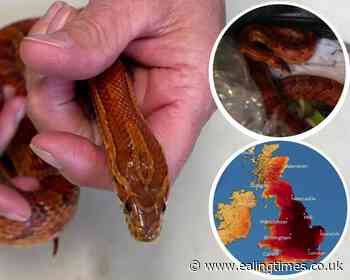 Heatwave triggers escaping snake alert from RSPCA - Ealing Times