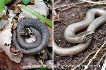 What snakes are there in the UK? - Ealing Times