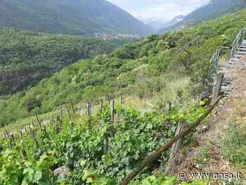 Siccità: acque dalla Torino-Lione per le vigne di Chiomonte - Agenzia ANSA