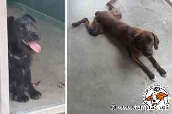 Rifugio di Fido di Pollenzo vi aspetta alla Coop di Bra per la raccolta cibo - TargatoCn.it