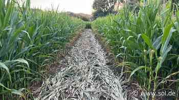 Maislabyrinth in Merzig geöffnet: Neue Wege zum Verirren - SOL.DE - Saarland Online