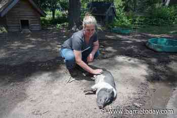 Area sanctuary helps mistreated animals, nourishes the soul - BarrieToday