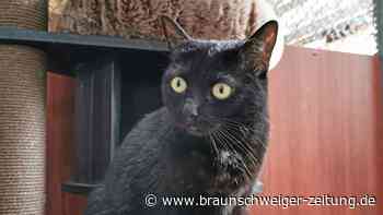 Katze Minka möchte in einen ruhigen Peiner Haushalt - Braunschweiger Zeitung