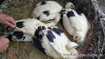 Erstmals im Stralsunder Zoo geschlüpfte Weißstörche beringt - Süddeutsche Zeitung - SZ.de