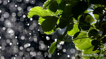 Stadt Griesheim bittet Bürger um Mithilfe beim Bewässern von Bäumen - HIT RADIO FFH