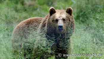 Radfahrer in Österreich melden Bären nahe der deutschen Grenze
