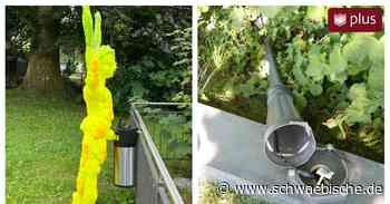 Biennale Lindau: Vandalen beschädigen Kunstwerke - Schwäbische