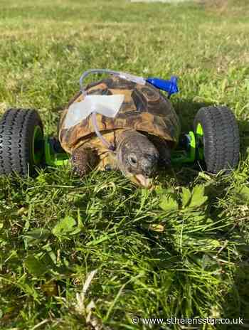 Bewsey tortoise who had legs amputated has wheels installed - St Helens Star
