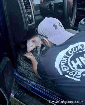 Wandering piglet rescued from Highway 401 – Kingston News - Kingstonist