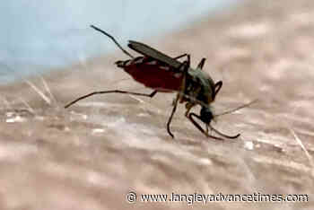 Mosquito swarms irk visitors to Fort Langley, Fraser River's shores – Langley Advance Times - Langley Advance Times