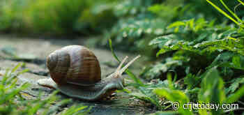 Florida County Quarantined to Avoid Disease-Spreading Snails - CFJC Today Kamloops