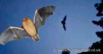 I walked with bats in Hull's most magical wildlife experience - Hull Live