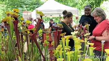 Fleischfressende Pflanzen finden neue Freunde in Jena