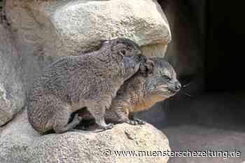 Luchs, Warzenschwein und Co.: Viel Nachwuchs im Allwetterzoo