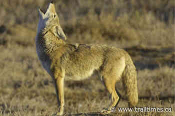 Second coyote attack in two weeks reported in BC community – Trail Daily Times - Trail Times