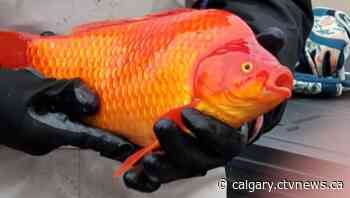 Invasive goldfish taking over several Lethbridge area ponds | CTV News - CTV News Calgary