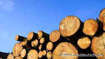 Natur - Potsdam - Nachfrage nach Brennholz in Brandenburger Wäldern steigt - Wirtschaft - Süddeutsche Zeitung - SZ.de