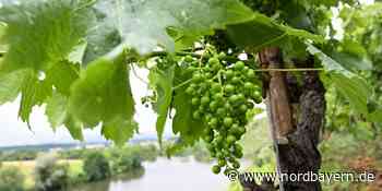 Weinbaubetriebe leiden unter den Folgen des Krieges - Nordbayern.de