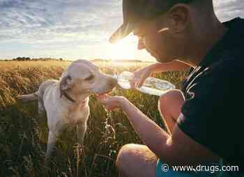 Panting Pooches: When Summer Heat Is Too Much for Your Dog
