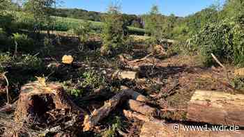 Wald in Wermelskirchen abgeholzt - WDR Nachrichten