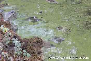 Toxic algae bloom at Wrigglesworth Lake near Malahat, CRD reports – Saanich News - Saanich News