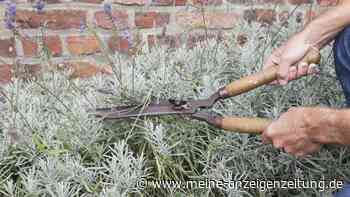 Lavendel schneiden, sonst blüht er dieses Jahr nicht mehr
