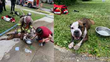 Firefighters revive family dog rescued from Maple Heights house fire (photos) - Cleveland 19 News