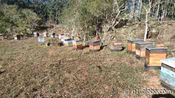 Cerca de 60 mil abelhas são encontradas mortas em Alegrete - g1.globo.com