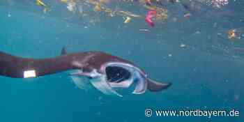 MTG Erlangen - Eine Nacht zum Staunen, Lernen und Genießen - Nordbayern.de