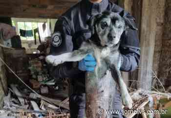 Seis cães são resgatados de situação de maus-tratos em Esteio - Jornal VS