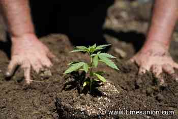 NY cannabis board finalizes rules for retail licenses - Times Union