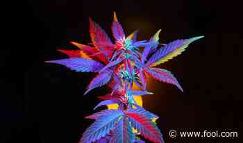 Here's Why Aurora Cannabis, Canopy Growth, Tilray Brands, and Sundial Growers Are All Tanking Today - The Motley Fool