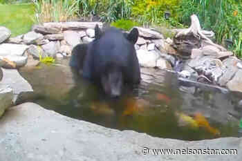 VIDEO: Bear cools off in pond, scared away by koi carp - Nelson Star