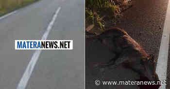 Matera: su questa strada, "una famiglia di cinghiali ha quasi causato un incidente mortale e migliaia di danni". Questa la denuncia - Matera News
