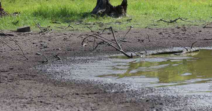 Siccità a Milano, ora si possono di nuovo innaffiare piante e giardini. Ma solo di notte